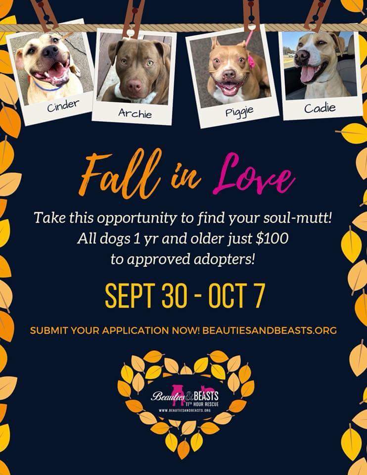 Looking for your soul mutt. Check out this amazing deal starting October 30th