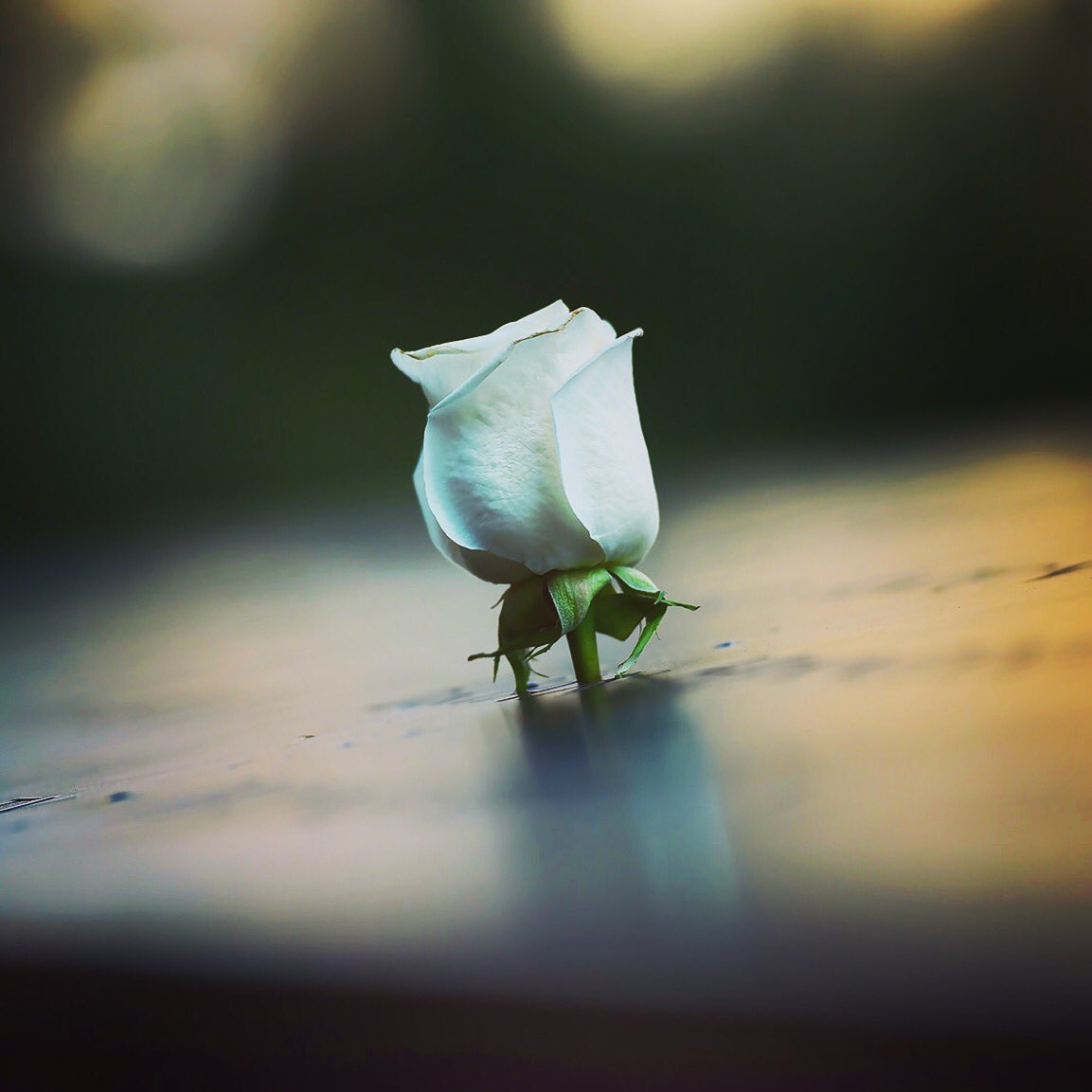 A stem rose is placed at the 9-11 Memorial. Rest in Place.