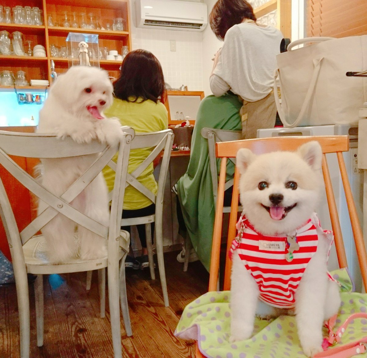 はりけ んず前田登 きょうのわんこ大賞17 にてグランプリを獲得したテテちゃんが看板犬 をつとめる トモチェカフェ さんへ 念願のテテダンスでお出迎えしてくれて夫婦で感激 メッチャ可愛いかった ちなみにアカマルのこの笑顔は大好きなオヤツが