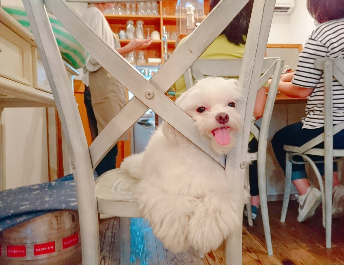 はりけ んず前田登 きょうのわんこ大賞17 にてグランプリを獲得したテテちゃんが看板犬 をつとめる トモチェカフェ さんへ 念願のテテダンスでお出迎えしてくれて夫婦で感激 メッチャ可愛いかった ちなみにアカマルのこの笑顔は大好きなオヤツが