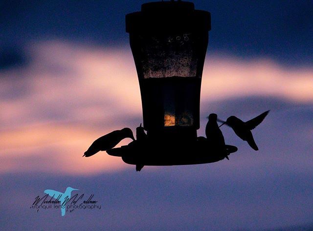 TranquilLens's tweet photo. Hummers at sunset. #Outdoorphotography #tranquillensphotography #jw_snapshots #jwvisuals #nature #getoutnshoot #focus  #natureshooters #nature_obsession_animal https://t.co/VtzRCdEtJo https://t.co/7mWqy1KT2k