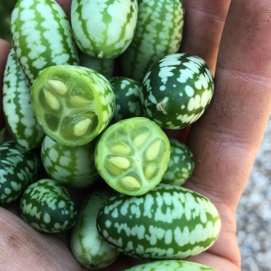 Cucamelons 🥒 They look like watermelon, they taste like cucumber! 

From the kitchen garden at THE PIG-at Combe, shot by head gardener @Alscoutts #devon #piggythings