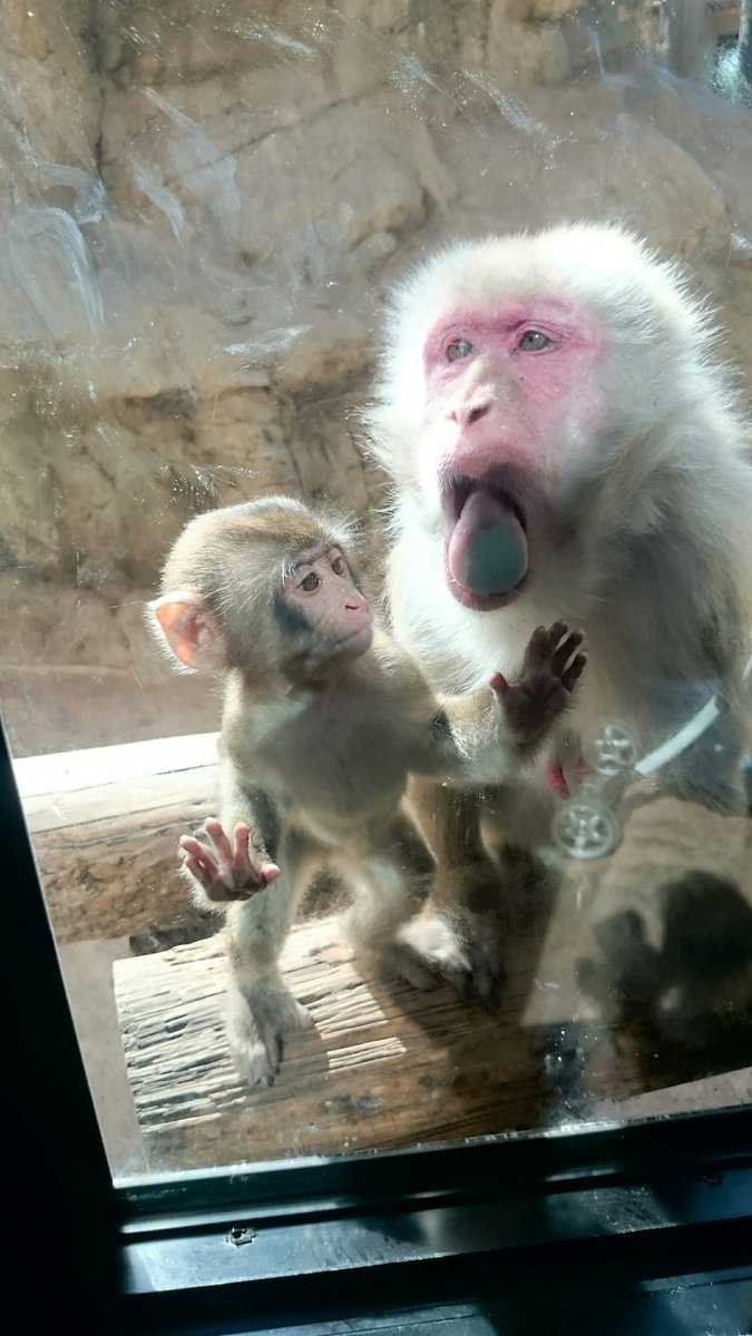 サルの食事の時間