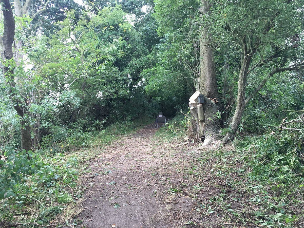 NorfolkTrails's tweet photo. We’ve been out doing tree work on the Boudicca Way. We have removed a large overhanging branch that had become dangerous after fungus had caused it to become rotten #BoudiccaWay https://t.co/cXOPmEykZ1