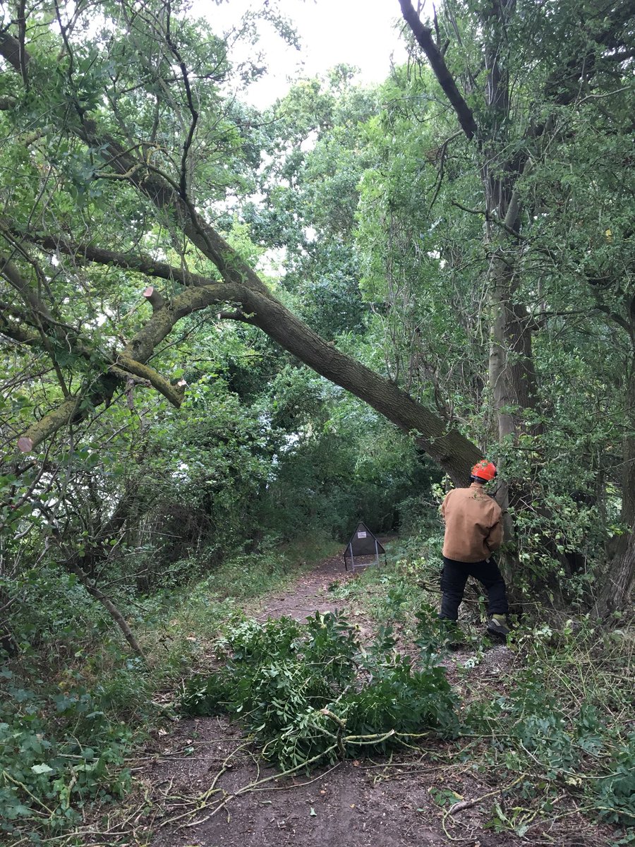 NorfolkTrails's tweet photo. We’ve been out doing tree work on the Boudicca Way. We have removed a large overhanging branch that had become dangerous after fungus had caused it to become rotten #BoudiccaWay https://t.co/cXOPmEykZ1