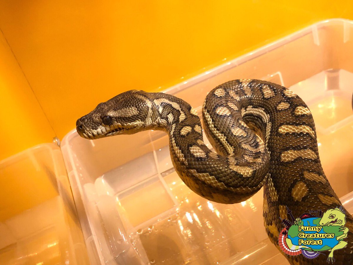 fcf_kyoto's tweet photo. 当店新入りのセントラルパイソン🐍
販売かペットか、、
非常に悩んでおります😓
Moreliaの中でもこのレンガ色の渋さが堪らなくカッコいいです✨
さてどうするか、、
#爬虫類カフェ #ふぁにくり #ふぁにくり京都祇園店 #京都 #祇園 #爬虫類 #セントラルパイソン #centraliancarpetpython https://t.co/7LiVjCnhSr
