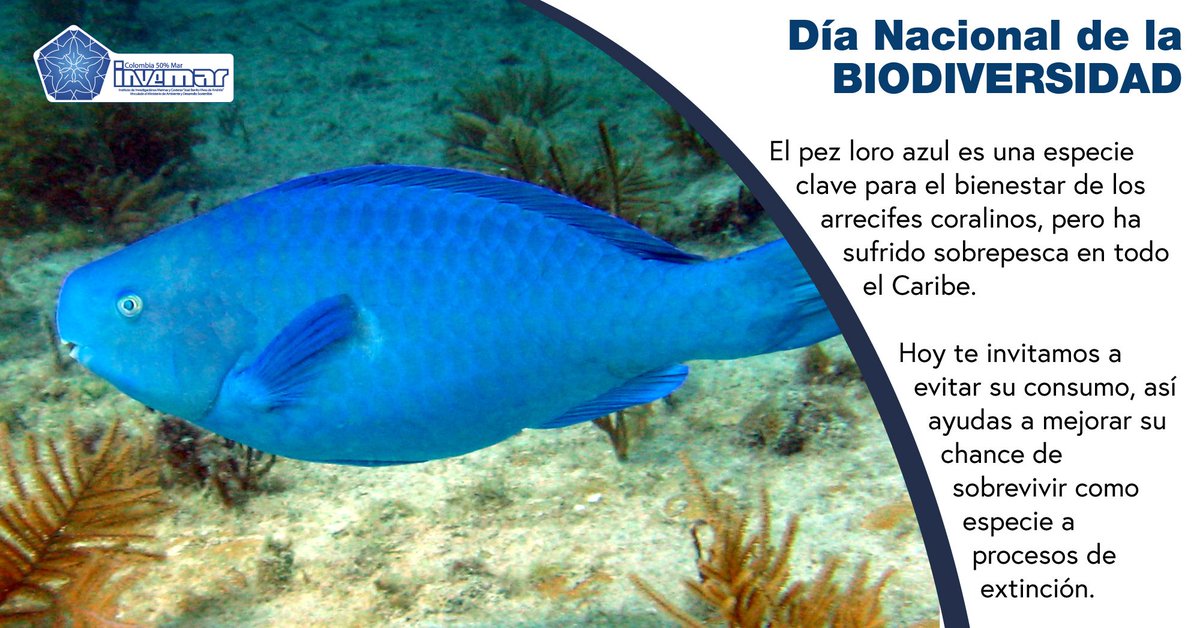 #DiaNacionalDeLaBiodiversidad Hoy es un buen día para apreciar, preservar y ayudar a conservar nuestras especies. Porque #ConocerEsProteger #BiodiversidadMarina y tú que especies Marinas conoces  #ColombiaEsMar 🦈🐋🦂🐙🦀🦐