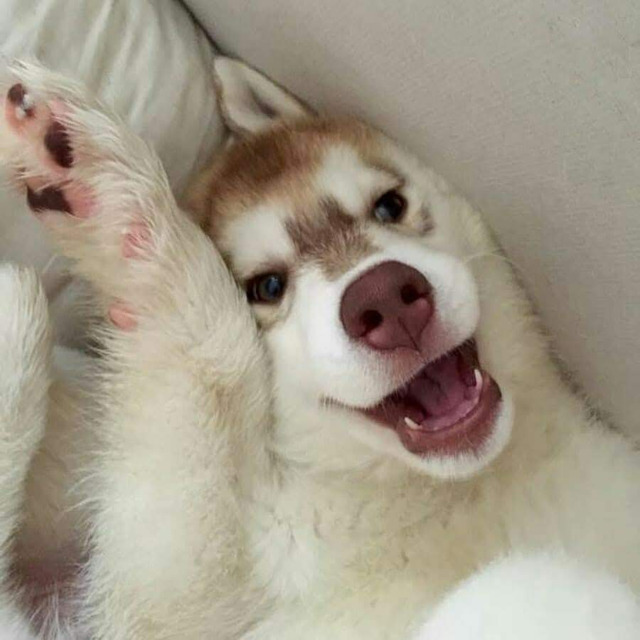 simplepetlove's tweet image. Happy Tail Wagging Tuesday! Feature #2 today from our up close and personal selection is from our friends @baltosilverwolf  and shared by our friends @dogsohyes  Hi!!!!! 👋 Such a cutie!! 😘😘😘🐶 #themedays #inyoface #upcloseandpersonal