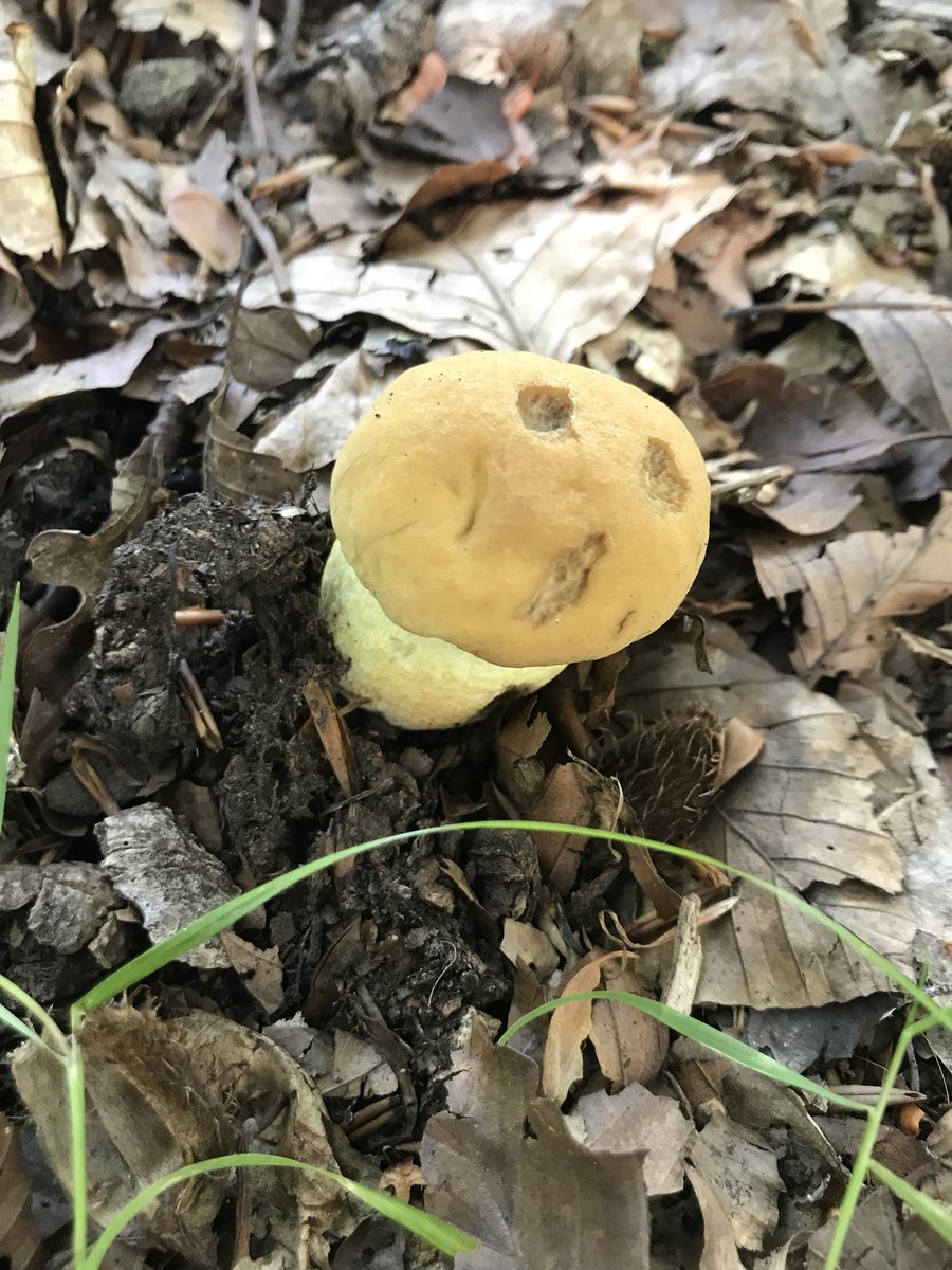 anissathaikitch's tweet photo. @johnmushroom Hi John these are very common in the NF. I think they’re Butyriboletus appendiculatus ? Would I be right? Thank you https://t.co/ATSNzAqG06