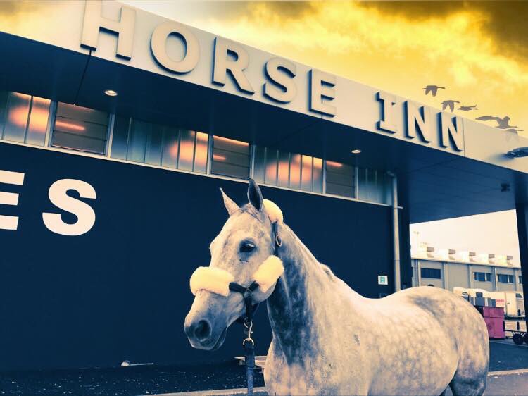 Hong Kong’s Para Dressage Team are <a href="/tryon2018/">Tryon 2018</a> bound ✈️🔜🇺🇸 #WEG2018 🇭🇰