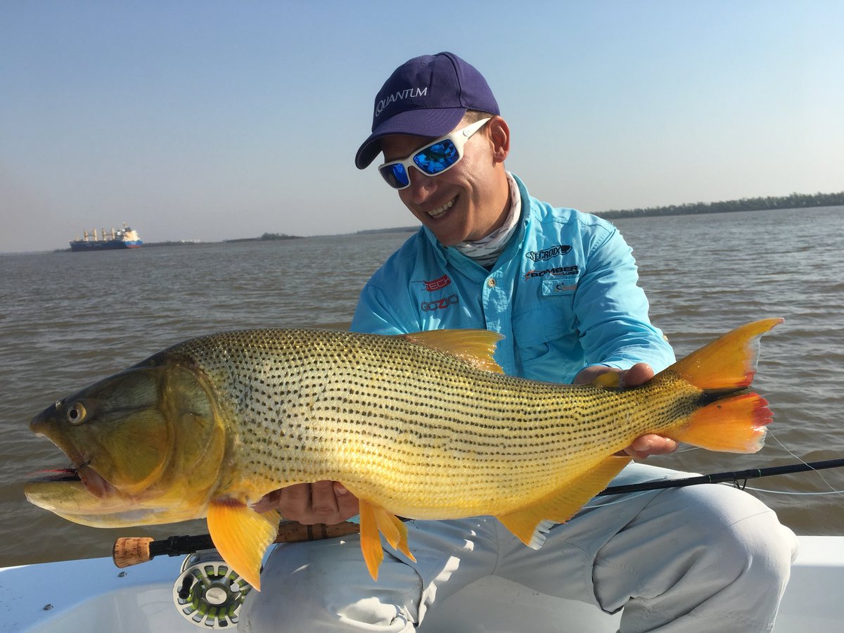matiasjalilsn's tweet image. Buenos dorados en modalidad fly cast en este inicio de septiembre #goldendorado #flycast #fishingguide #matiasjalil #catchandrelease #SanNicolasDeLosArroyos #fishinginargentina #September11th