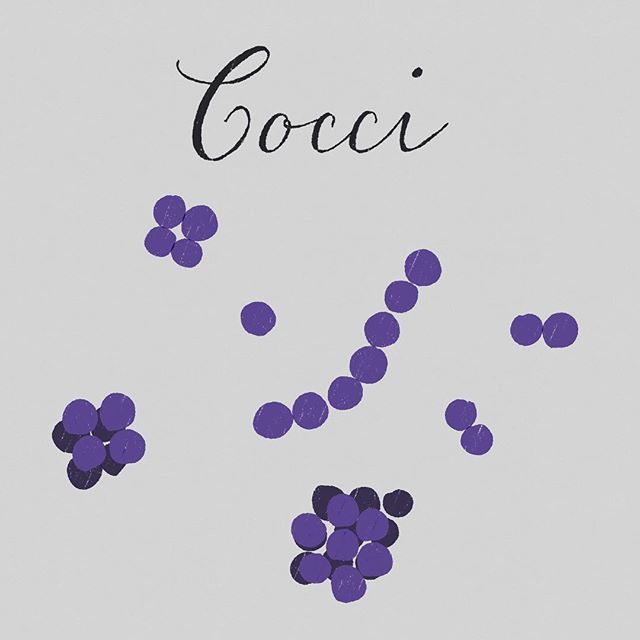 na08x's tweet photo. #球菌 #cocci #coccus #microbe #微生物 #doodle #illustration #calligraphy https://t.co/LJwezisBai https://t.co/LrcSGtLtS0