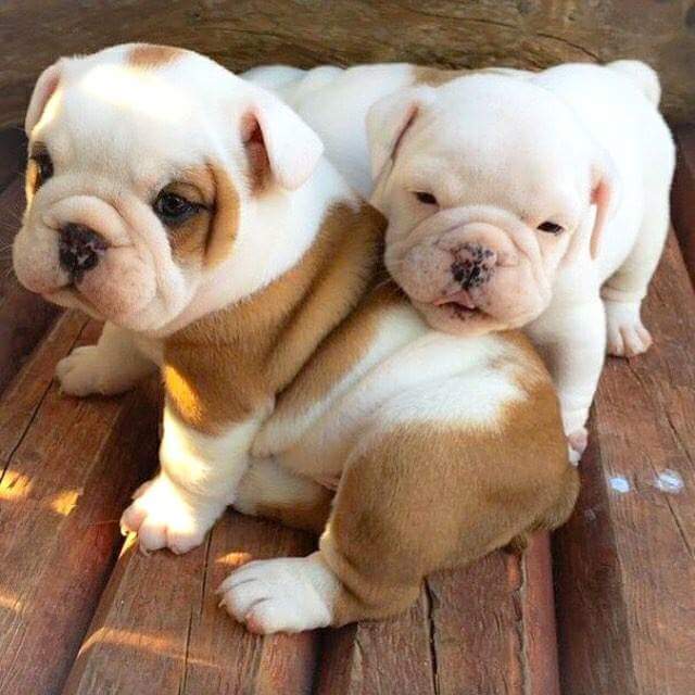BulldogNoha's tweet photo. English bulldog puppies
#Bulldog #EnglishBulldog #BulldogPuppies #EnglishBulldogPuppies https://t.co/MEMttvkGqA