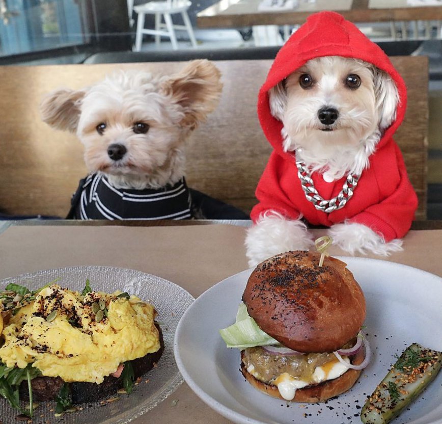 dogumenta's tweet photo. There's so much for a #CultureHound to do in #DTLA check out The Standard guide for recos and a mural wall tour!
https://t.co/bCf3o3eVIT https://t.co/iyZkiQTsOw
