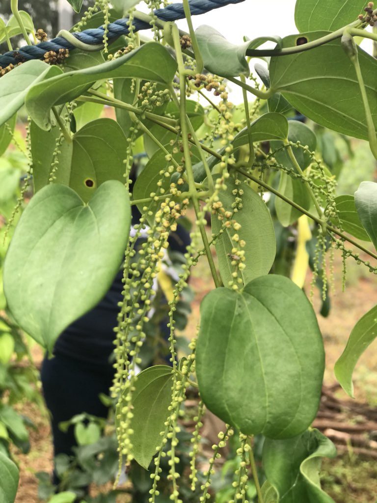 Male Yam plant with male flowers