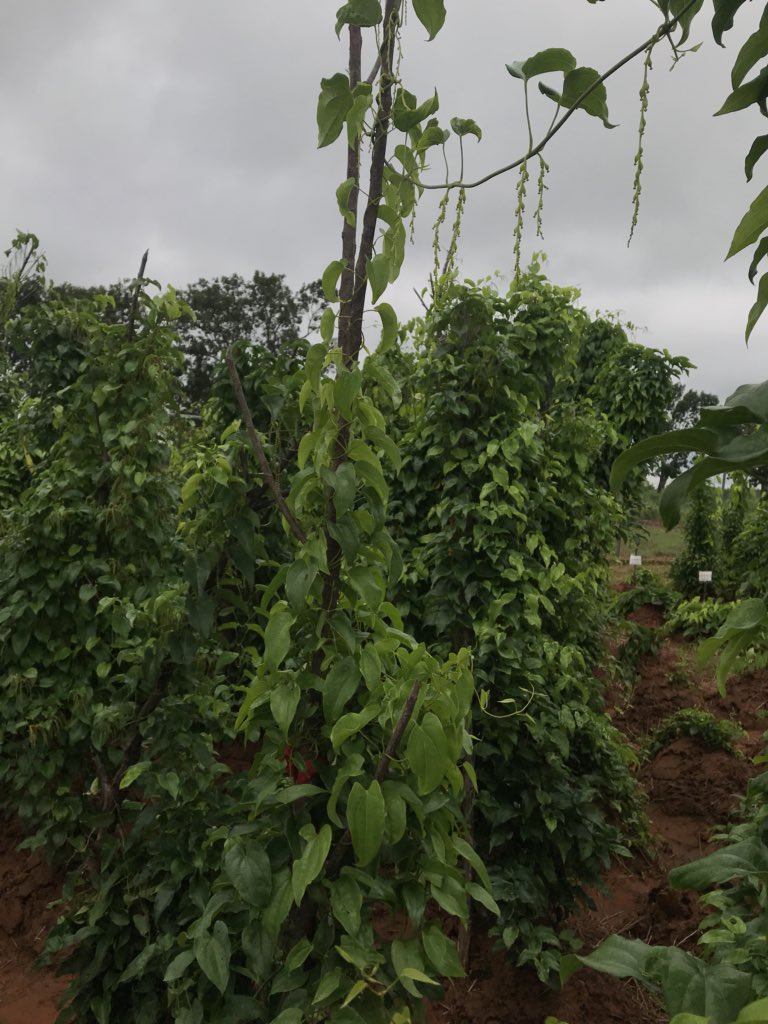 Female Yam plant with female flowers