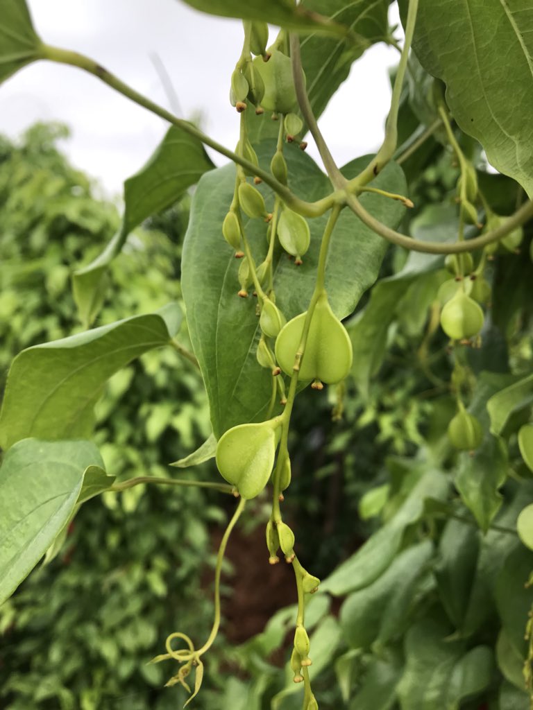 Did You Know:
Yam can produce fruits.

Yam fruits where Yam seeds are harvested