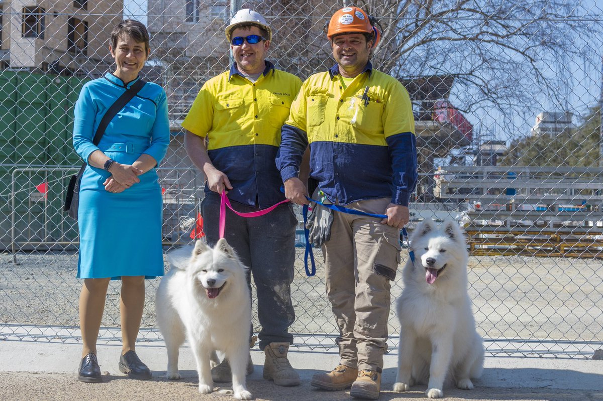 HuxleySamoyed's tweet photo. Dear Diary: Day 144. Thanks @Marnie_HW for taking me and my mummy Feya on a walk around the boundary of the @ourANU #Kambri construction site 🚧 I definitely approve of all the digging 😉 

#construction #Reimagine #UnionCourt #campus #students #accommodation #teaching #ANUCASS https://t.co/8cIPteXWZI