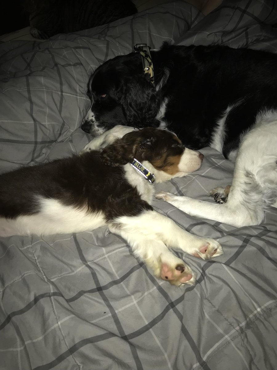 Welcome to the family pretty lady❤️ I promise spoil you and let you sleep on my pillows! Emmy welcome to the craziness🐶😊