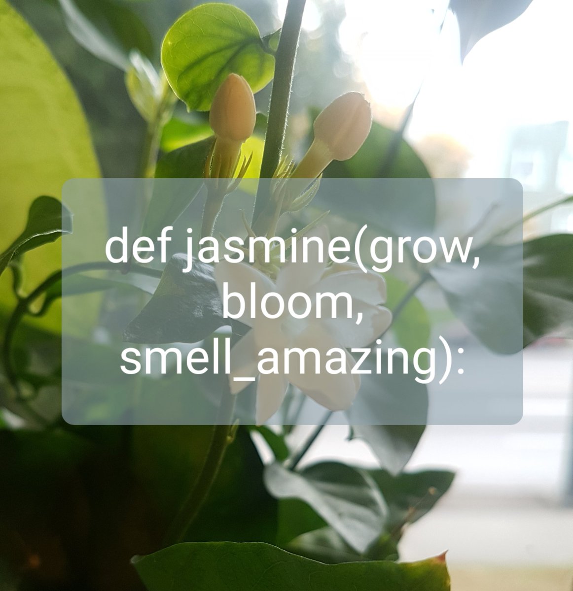 Corylewis83's tweet image. Day 011
This little lovely jasmine plant has been wafting at me all morning.  

I think there may be a winning combination of coffee and jasmine...  Maybe.
#100DaysOfCode #CodeNewbie #morningcode