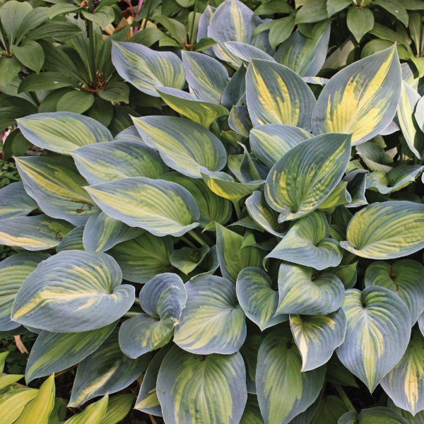 HostasDirect's tweet image. Advice from Goldilocks; Just Right Hosta SALE! 35% to 50% off SALE on Select Plants! - mailchi.mp/hostasdirect/a…