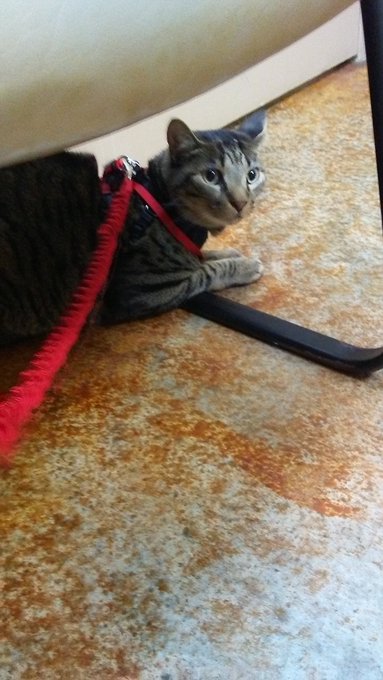 Re-upped my lease so have to get someone his shots. He got told 15.6 is almost too heavy for his size<a href="/tag/cutes"class="tags"><span>#cutes</span></a>