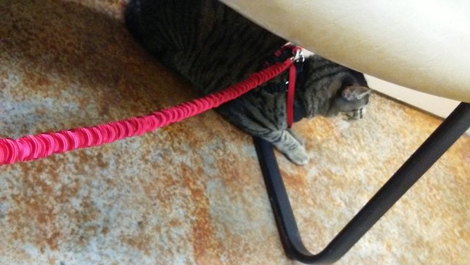 Re-upped my lease so have to get someone his shots. He got told 15.6 is almost too heavy for his size<a href="/tag/cutes"class="tags"><span>#cutes</span></a>