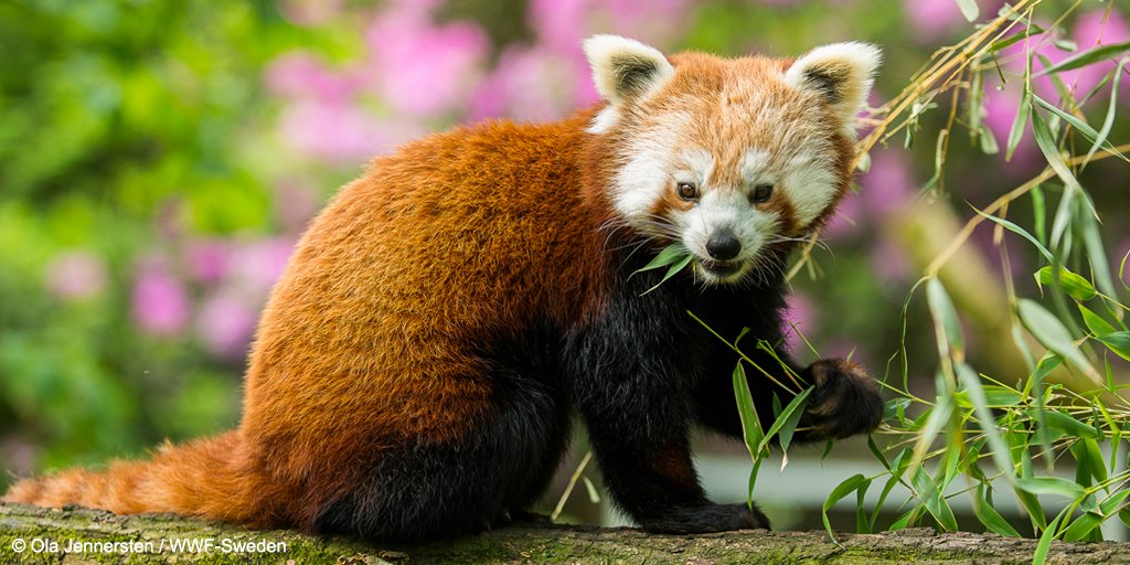 WWF on Twitter: WWF on Twitter:
