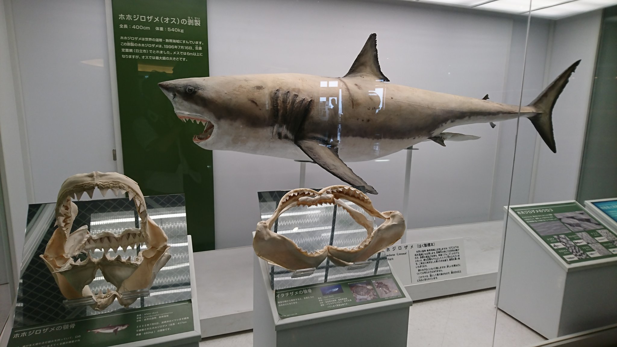 藍霧 あいむ アクアワールド大洗には今話題のメガロドンの顎骨の展示があります そして水槽内には無数のサメが Megザモンスターで興味を持たれた方にオススメ 大洗 Megザモンスター Meg 藍霧 あいむ アクアワールド大洗には今話題のメガロドンの顎骨の展示があります そして水槽内には無数のサメが Megザモンスターで興味を持たれた方にオススメ 大洗 Megザモンスター Meg
