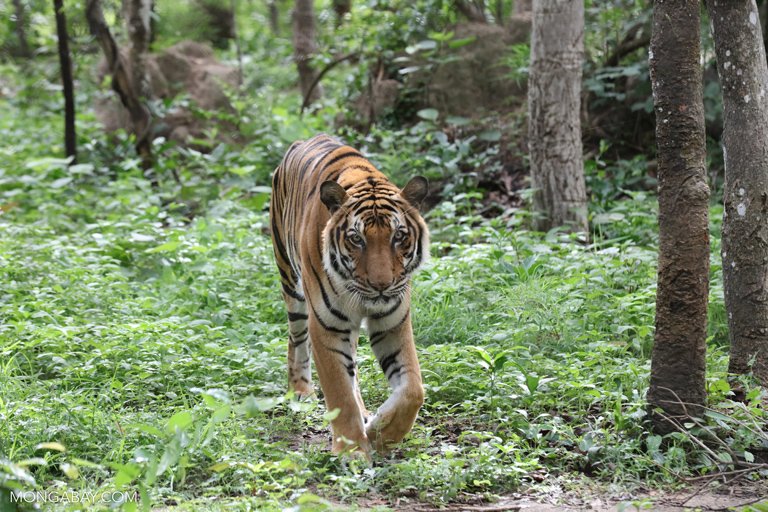 StandMighty's tweet photo. In most cases, #tires originate from #rubbertrees in Asia. Forests in this region are home to elephants, tigers and other endangered species but are often cleared to make room for rubber plantations. They are among the most threatened forests in the world. #DrivingDeforestation https://t.co/P4mFJVrenF