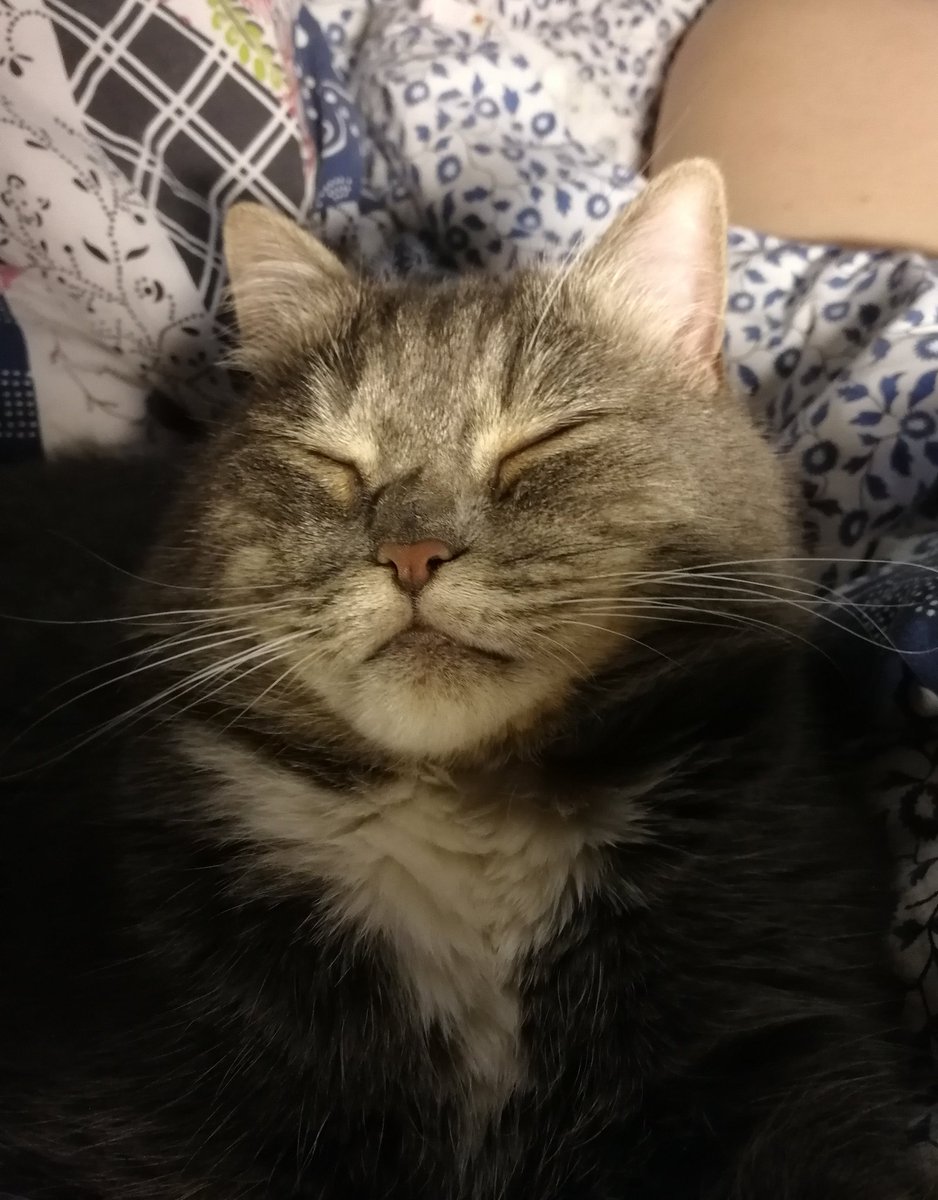 fazacula's tweet image. Сладких слов, твитор💅🖕😻💙🤗💃 #добройночи