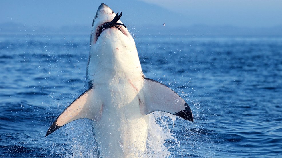 Great White Shark Breaching Wallpaper