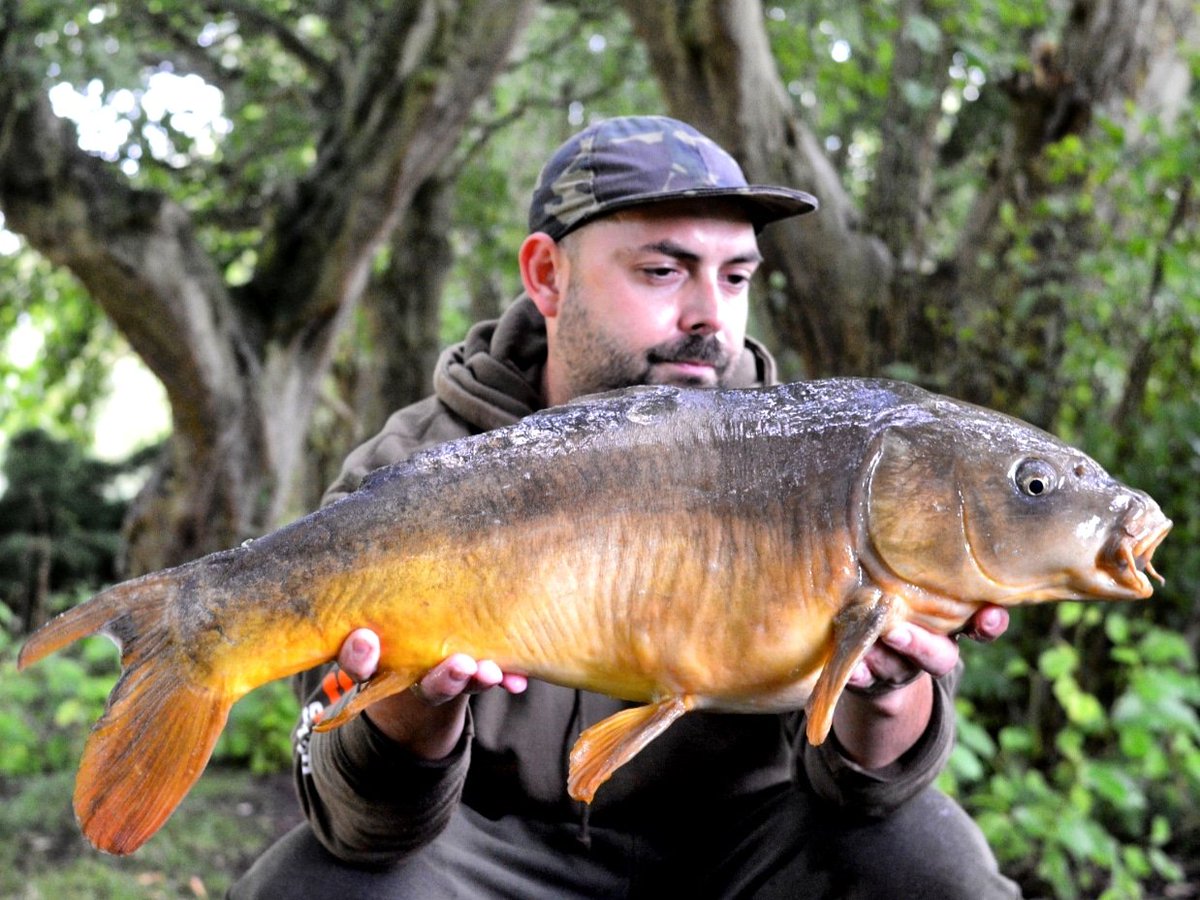 tommilson86's tweet photo. Another good session! Biggest going 22lb stunning old mirror!!! #teamBMG #teamevo #teamneb #teamrhino @EvoCarpTackle @BMGTackle @NorthEastBaitz @NorthEastBaits https://t.co/ZhT6mgWYBc