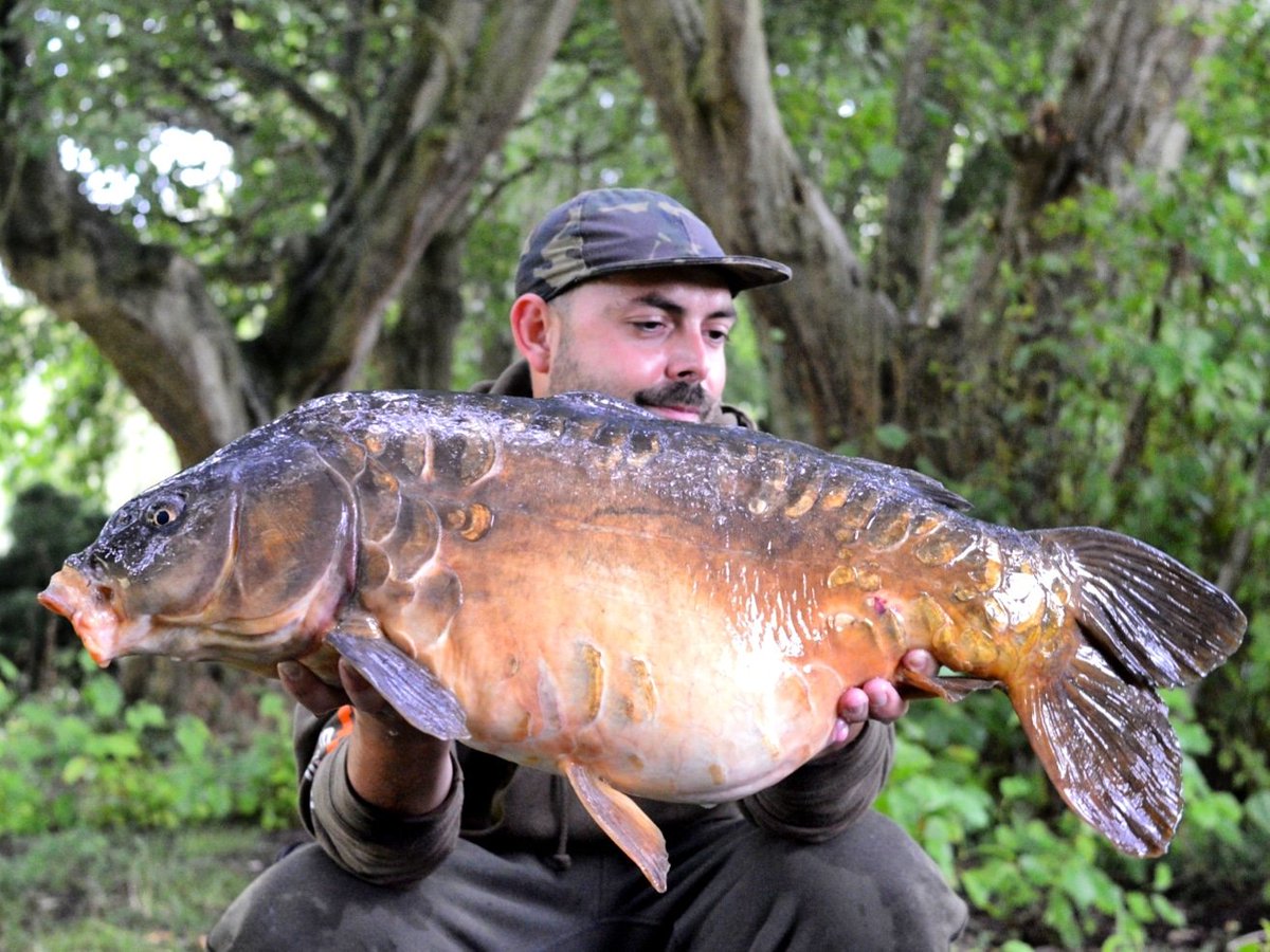 tommilson86's tweet photo. Another good session! Biggest going 22lb stunning old mirror!!! #teamBMG #teamevo #teamneb #teamrhino @EvoCarpTackle @BMGTackle @NorthEastBaitz @NorthEastBaits https://t.co/ZhT6mgWYBc