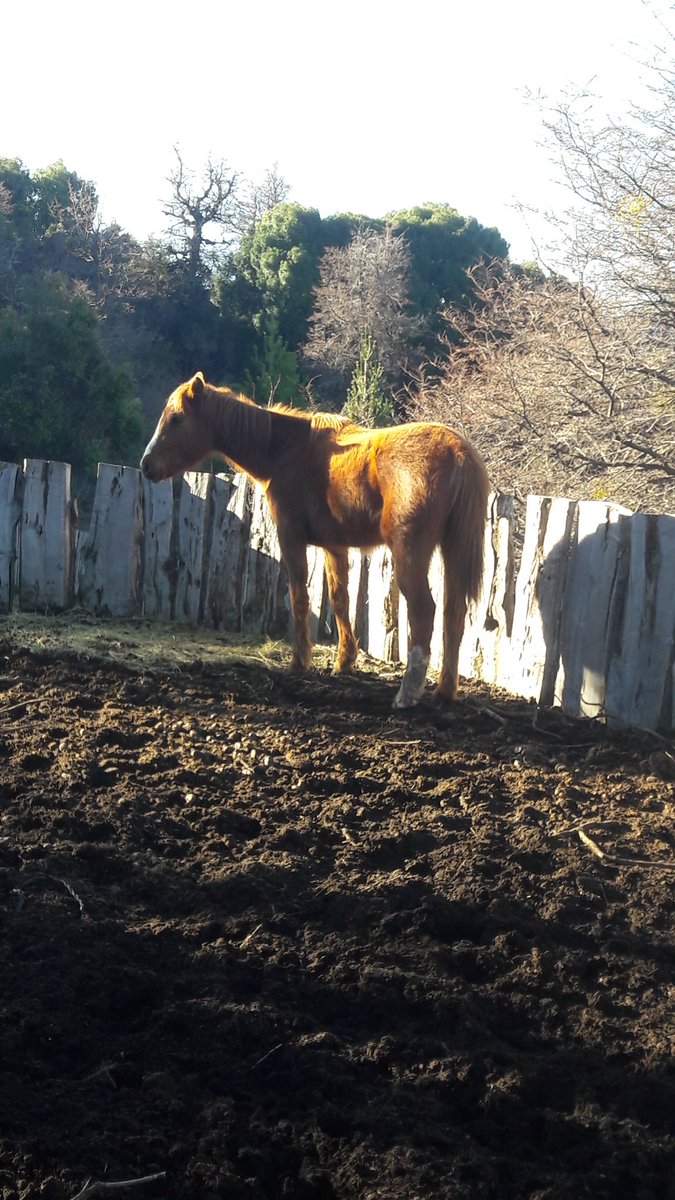 Ricotera229's tweet photo. Día de campo con mi novio 😍😍😍😘 https://t.co/KTvUHlELhP