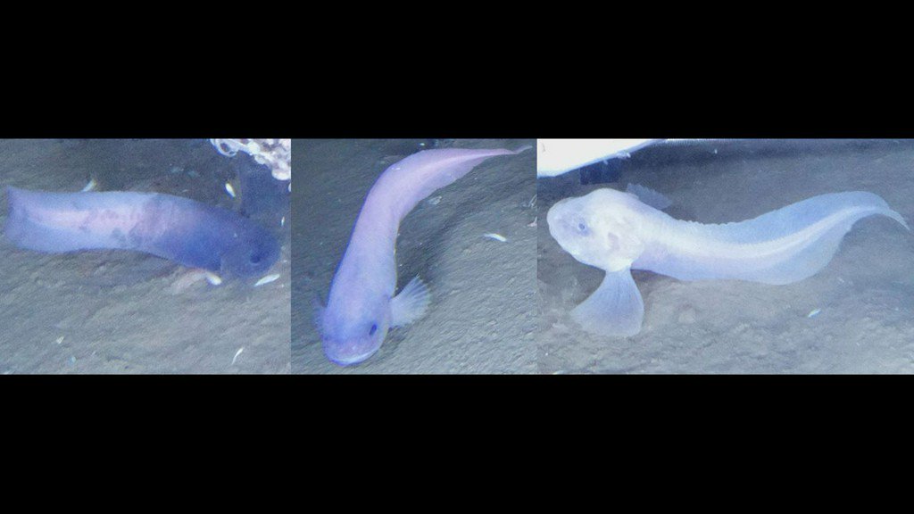 KARE 11 on X: Translucent fish without scales discovered deep in the  Pacific Ocean   / X