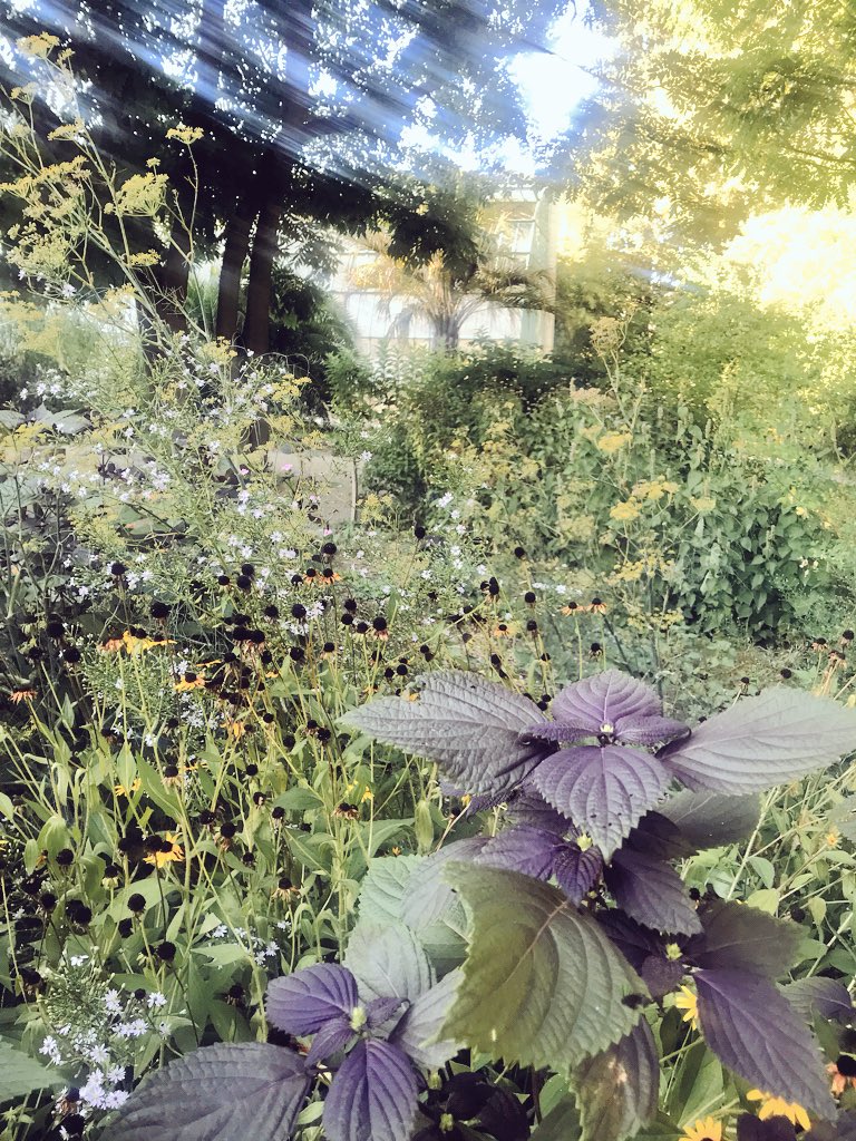 Morgane Le Breton (@morganelb) on Twitter photo Soirée au Jardin 💕 Découverte du programme #culture et #patrimoine scientifiques de <a href="/umontpellier/">Université de Montpellier</a> avec une exposition à venir de ma collection préférée <a href="/Herbier_MPU/">Herbier Montpellier Université MPU</a> #montpellier Soirée au Jardin 💕 Découverte du programme #culture et #patrimoine scientifiques de <a href="/umontpellier/">Université de Montpellier</a> avec une exposition à venir de ma collection préférée <a href="/Herbier_MPU/">Herbier Montpellier Université MPU</a> #montpellier