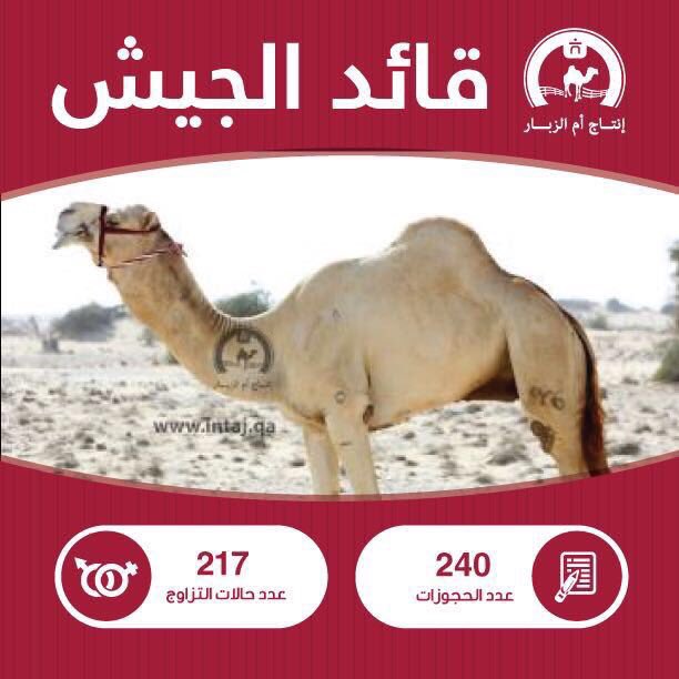 @LabregahMedia نوايد بنت قايد الجيش بعير الشحانيه