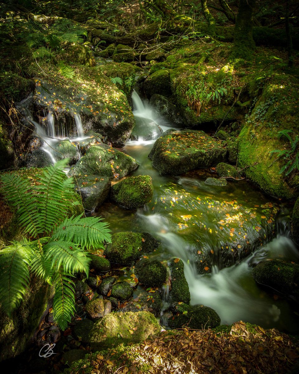 _cbloodworth's tweet photo. So many hidden spots like this, you forget where you are #dartmoor #devon #nationalparks #swlakes #devonnetwork #bbcearth #golookexplore #theamazon https://t.co/gSmLfOIi2Z