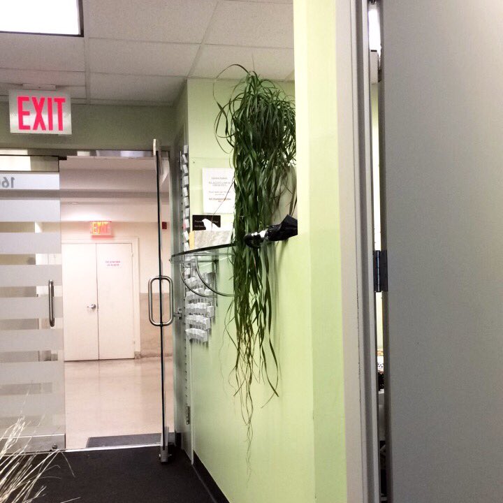 girlsgotissues's tweet photo. even this plant can get better beachy waves than me wtf https://t.co/DZvuu05XoW