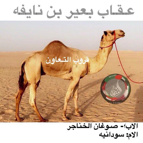 @LabregahMedia شديدة بنت عقاب بن نايفه ولد صوغان الخناجر