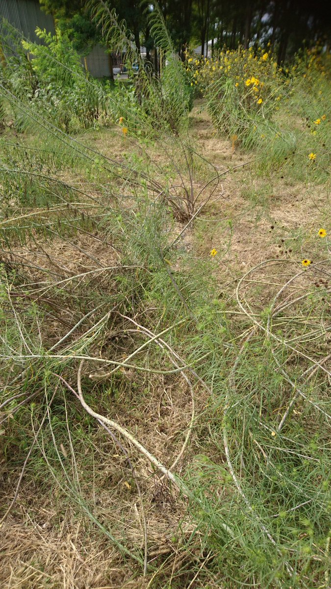 stephane_munos's tweet photo. Part of the #Helianthus wild relatives maintained and characterized by the #IFVCNS  INSTITUTE OF FIELD &amp; VEGETABLE CROPS in Novi Sad in #Serbia https://t.co/JuVxXrhJdm