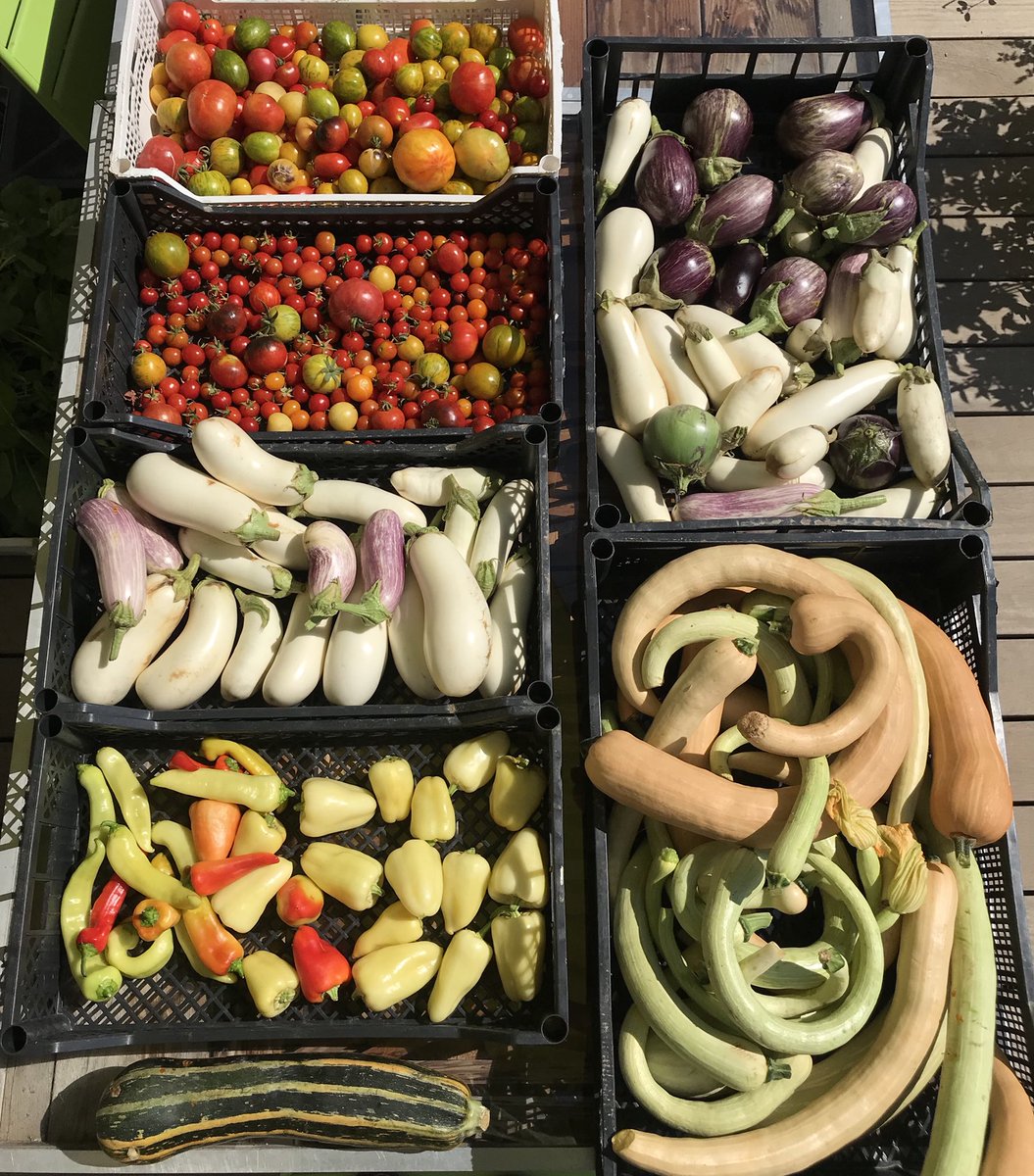 TerredeMonaco's tweet photo. Les dernières tomates et courgettes de notre potager #400m2 au Monte-Carlo Bay Hôtel . Terre de Monaco #organic #diversité #agricultureurbaine #potagerdechef⭐️ https://t.co/SlaRrddubm