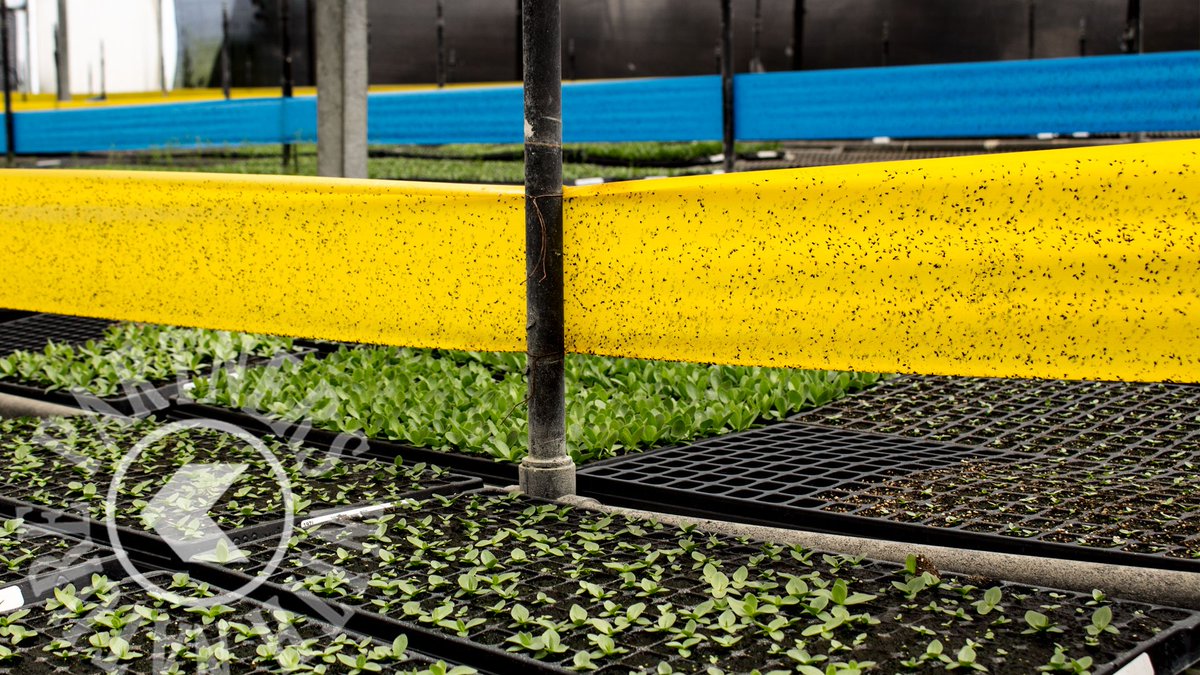KoppertMX's tweet photo. ¡Qué nada pase! 🧐 https://t.co/zQpqqs8kSK #agricultura #sustentable #monitoreo #partnerswithnature #Koppertmx #trampas #plagas #agronomía #mexicana  #rollertrap https://t.co/M7JKTrGSla