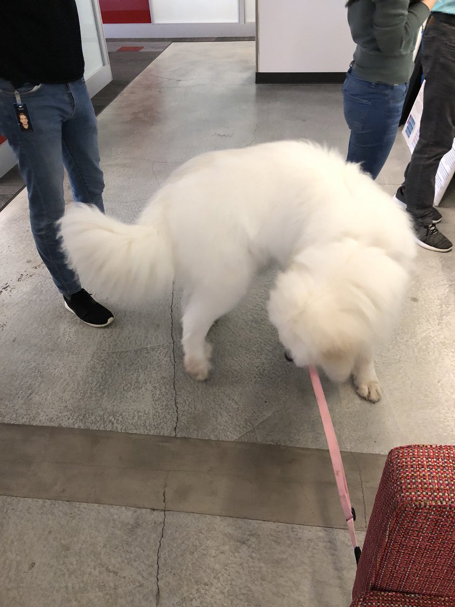KenleyCheung's tweet image. Pillow is back. 🐶

#BePeculiar #DogsOfAmazon