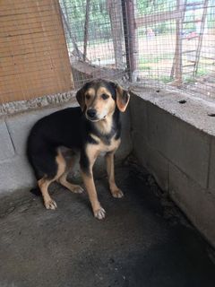 adozioneanimali's tweet photo. (#Milano) BALU' CERCA STALLO O #ADOZIONE URGENTE #meticcio , #Cane Maschio: BALU' 10 KG, 10 MESI CERCHIAMO STALLO O #ADOZIONE URGENTISSIMA !!!!!!! Balu' ha 10 mesi, è ancora un cucciolo, ma è cresciuto in un box, e ha urgente bisogno di uscire da lì.… https://t.co/dsMouQiiWK https://t.co/F9WbxhQlZW