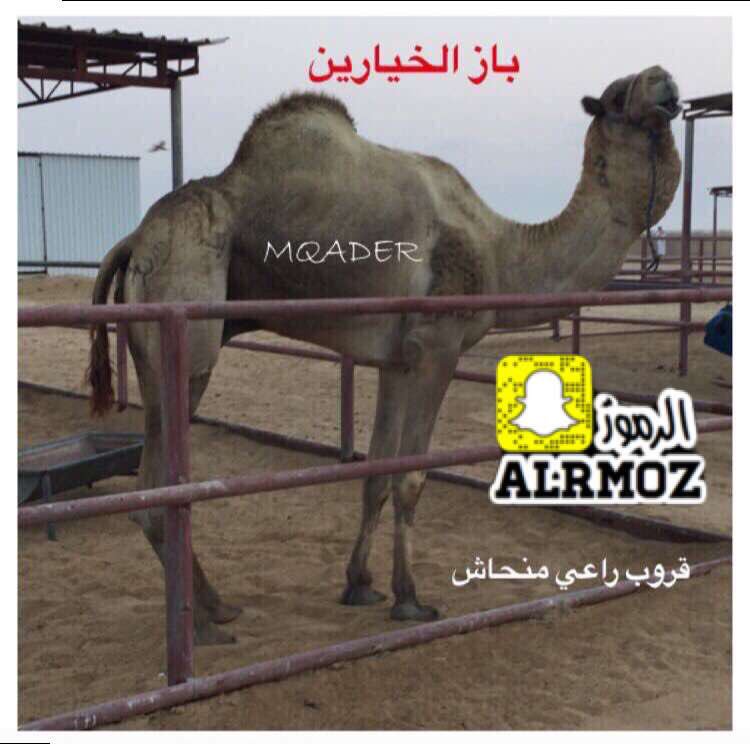 @LabregahMedia مرسين بنت الباز بعير محمد زايد الخيارين موقعه لوبره