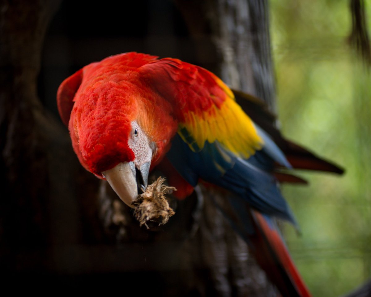 imperialbeerus's tweet photo. Scarlet Macaws can be spotted throughout the rainforests of Costa Rica. #Wildlife #CostaRica https://t.co/VPhjyM4Kzm