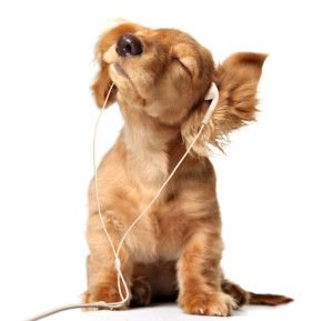 TowsonStuAct's tweet photo. 🌦️Since it's such a dreary week, we figure some cute pets could brighten up your day🐶🐱 #OSACares #GoTU https://t.co/fhbtyrDfv1
