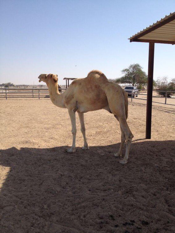 @LabregahMedia العفريته بنت بارود بعير محمد بن خليفه ، صاحبه شلفا الحقايق